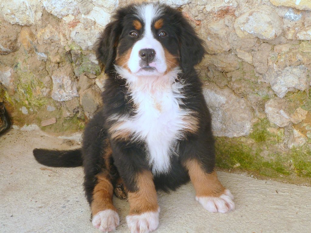 La vie de nos chiots...