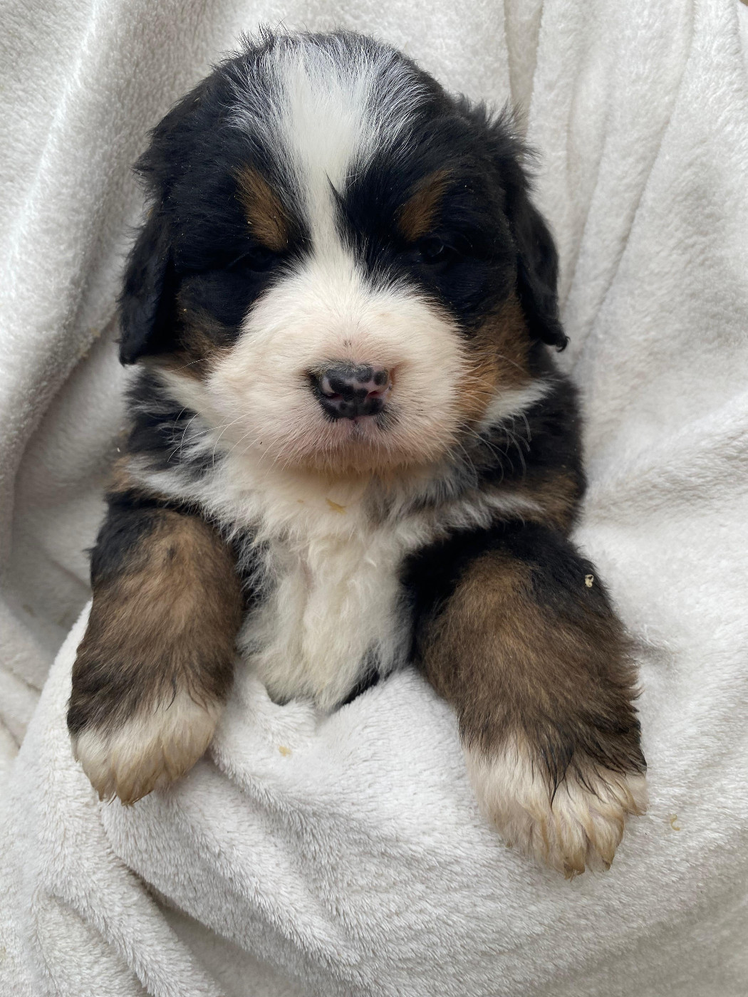 Des Hauts De Terrebrune - Chiots disponibles - Bouvier Bernois