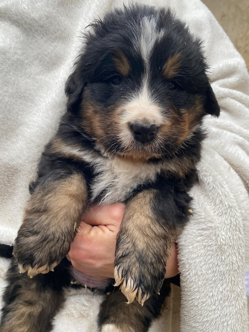 Des Hauts De Terrebrune - Chiots disponibles - Bouvier Bernois