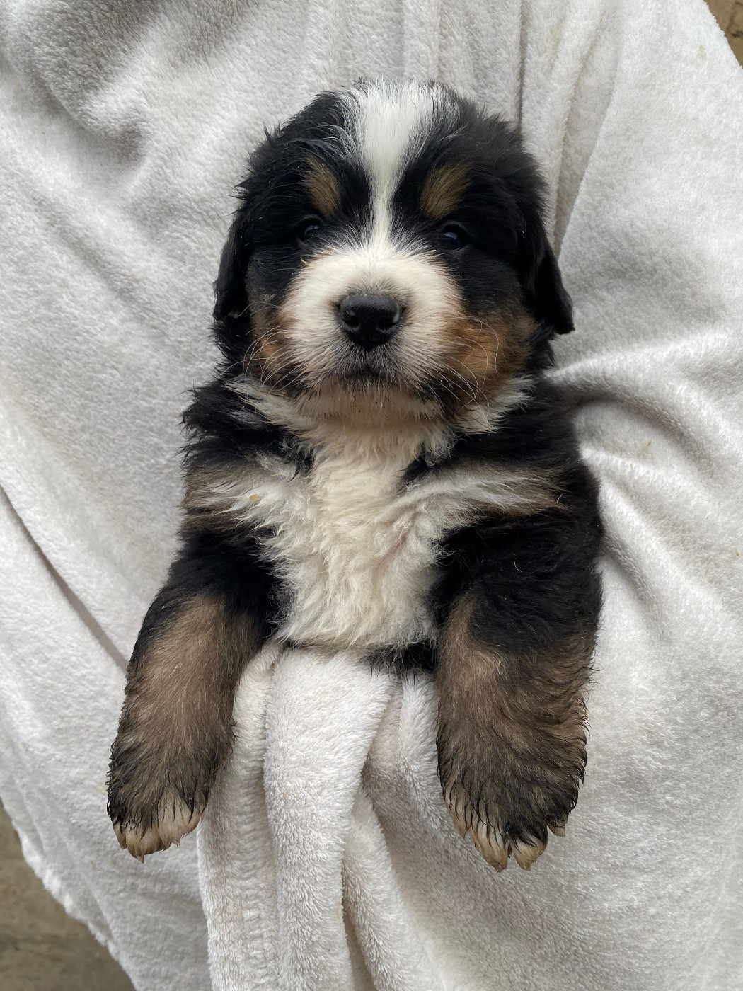 Des Hauts De Terrebrune - Chiots disponibles - Bouvier Bernois