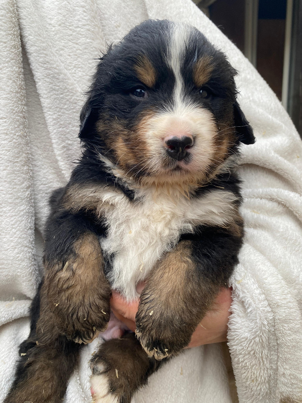 Des Hauts De Terrebrune - Chiots disponibles - Bouvier Bernois