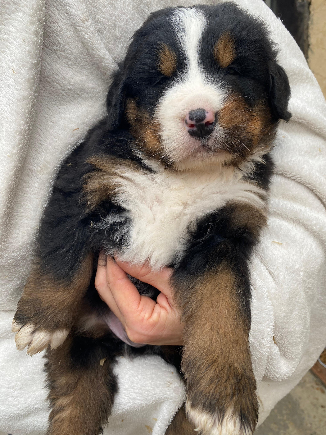 Des Hauts De Terrebrune - Chiots disponibles - Bouvier Bernois