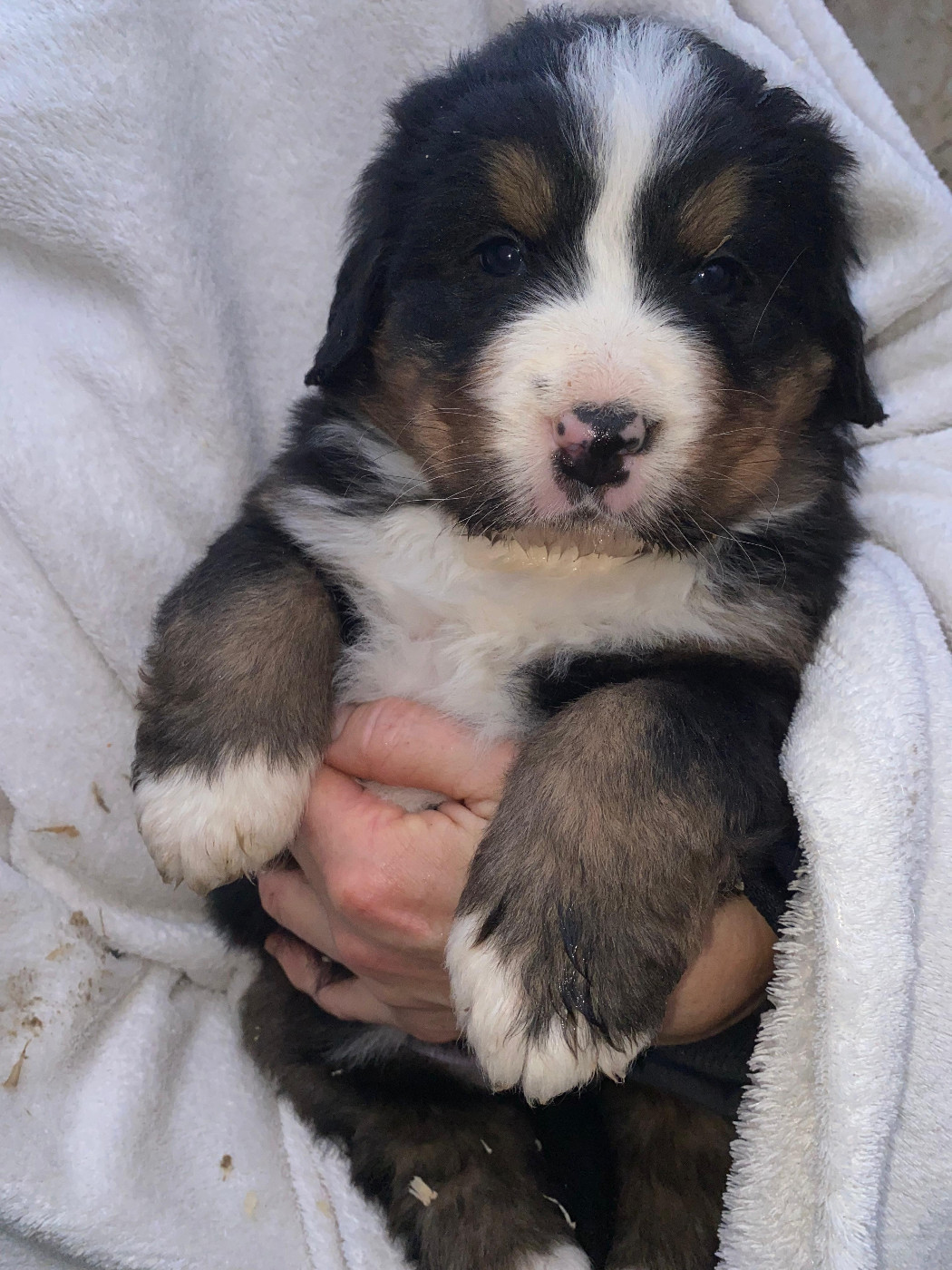 Des Hauts De Terrebrune - Chiots disponibles - Bouvier Bernois