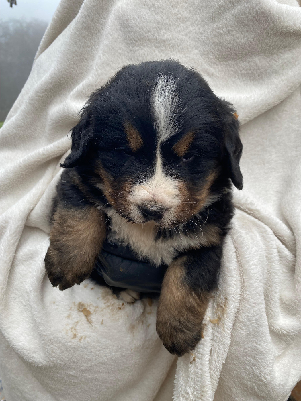 Des Hauts De Terrebrune - Chiots disponibles - Bouvier Bernois