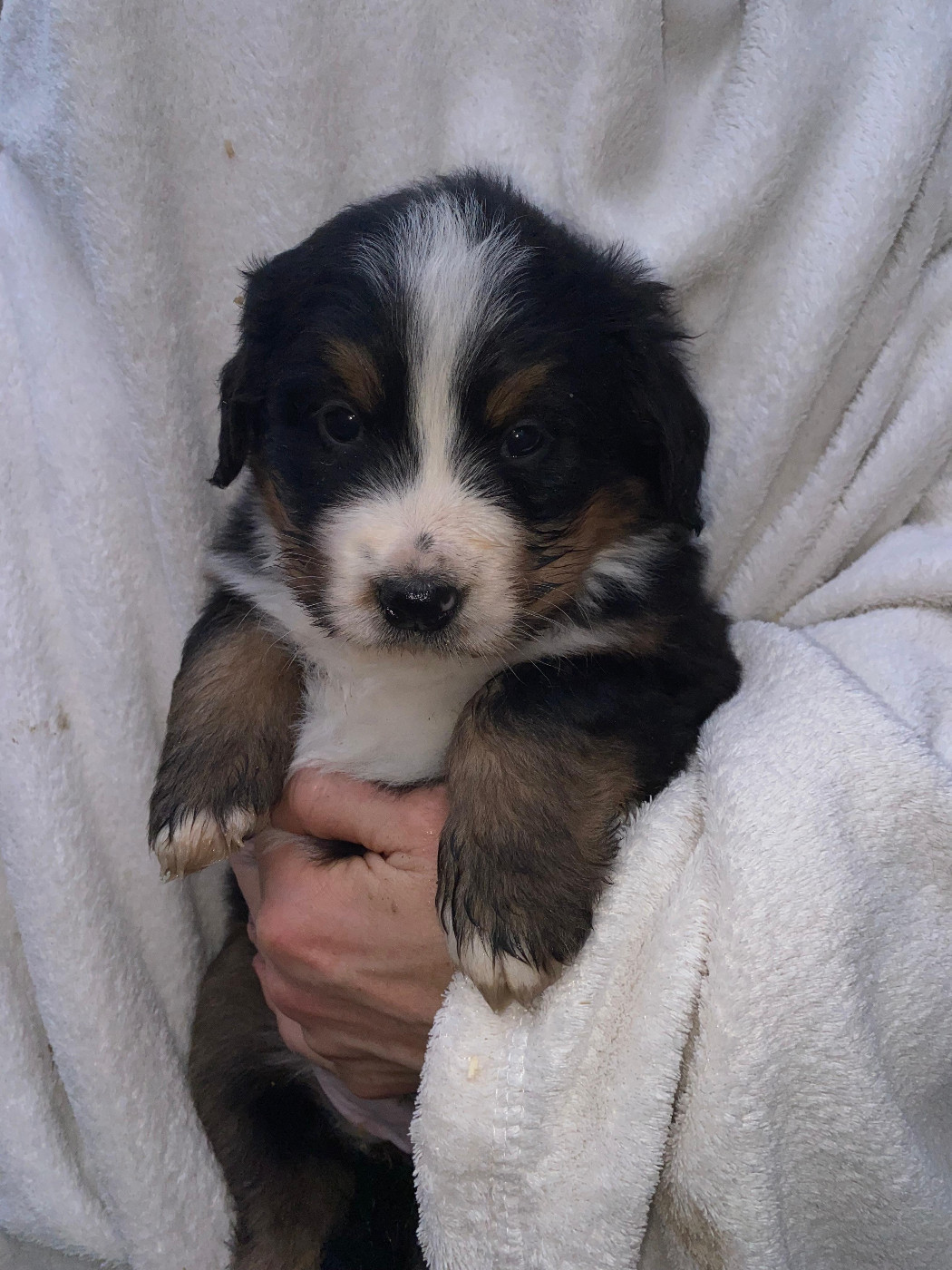 Des Hauts De Terrebrune - Chiots disponibles - Bouvier Bernois