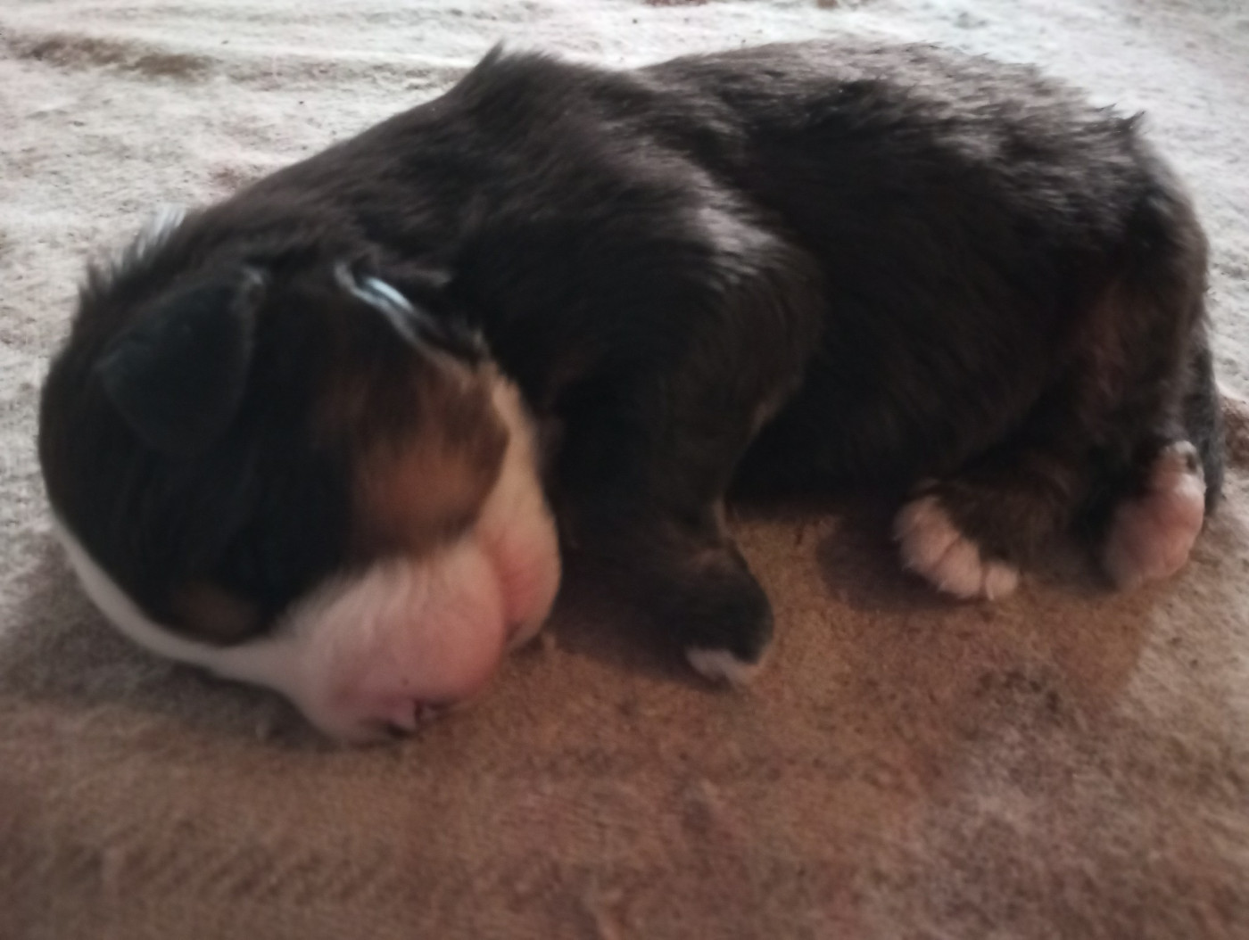 Des Hauts De Terrebrune - Chiots disponibles - Bouvier Bernois