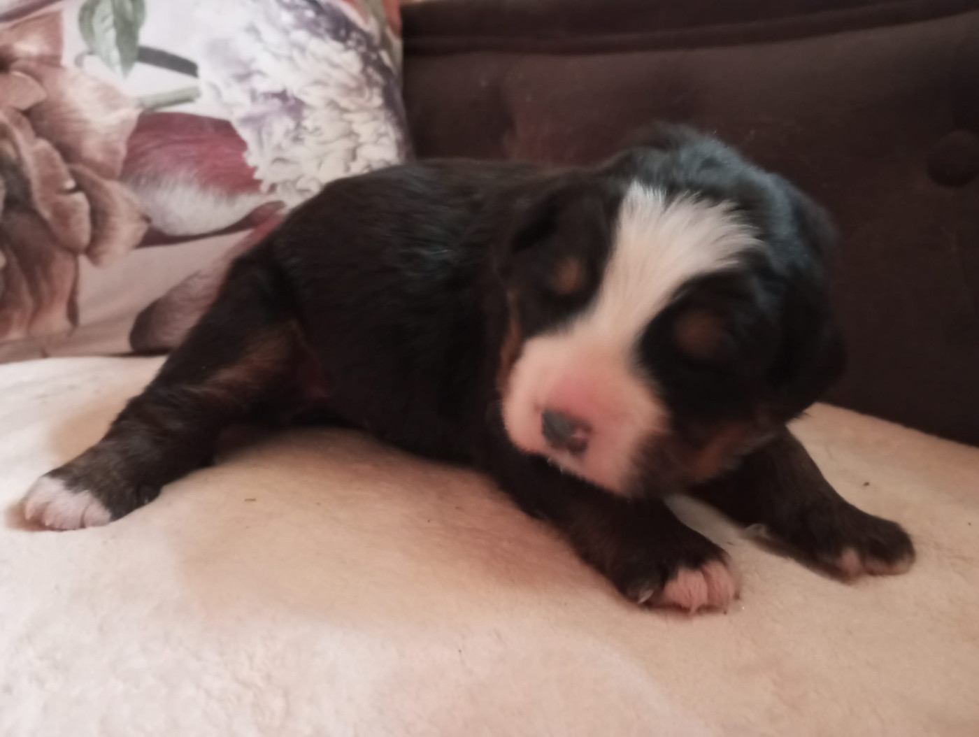 Des Hauts De Terrebrune - Chiots disponibles - Bouvier Bernois