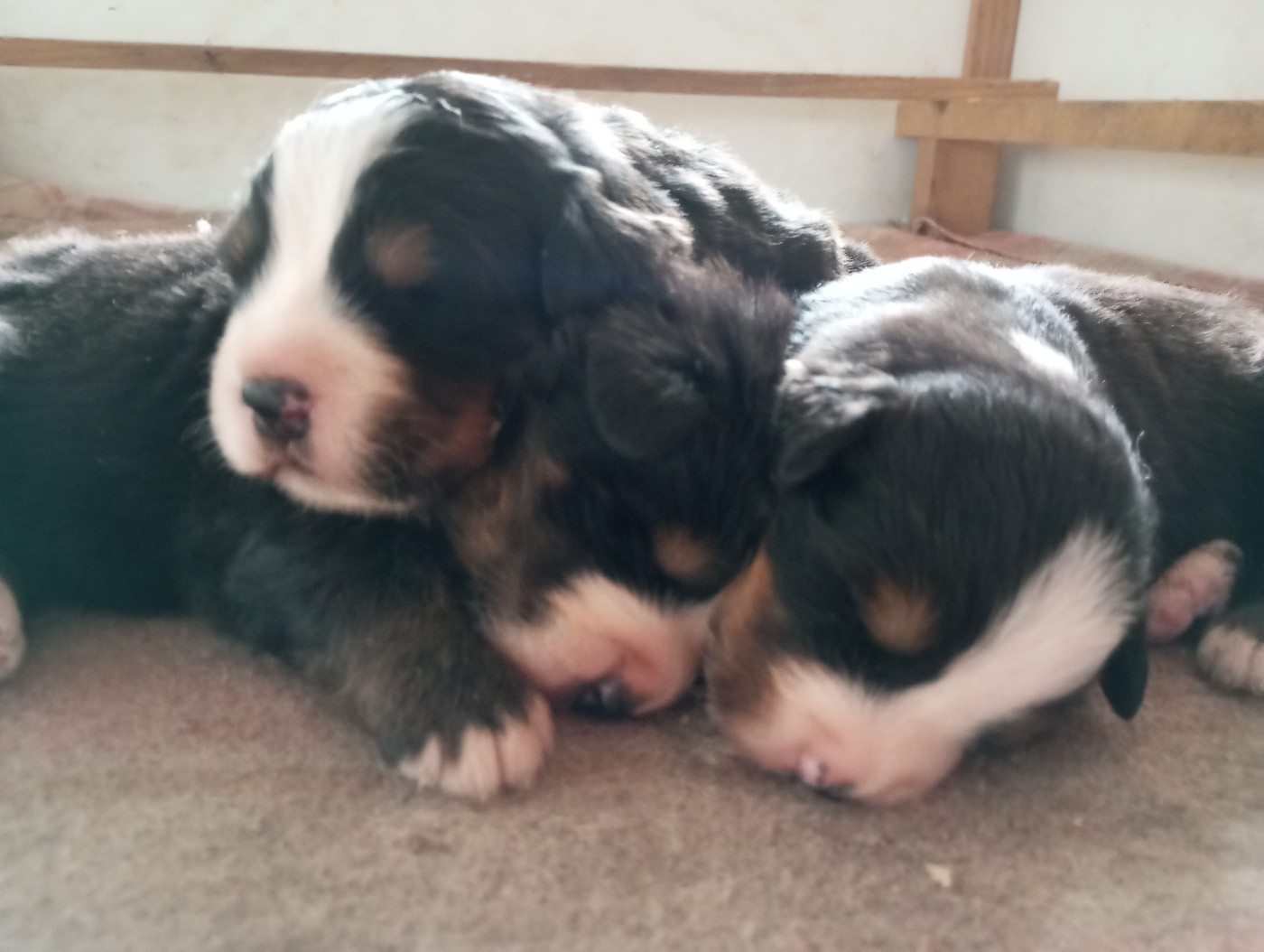 Des Hauts De Terrebrune - Bouvier Bernois - Portée née le 04/02/2026